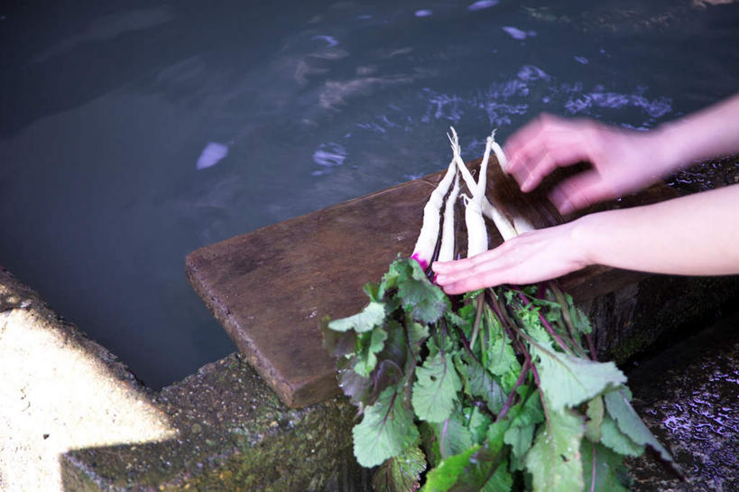 东方人,手,一个人,菜园,农田,横图,俯视,室外,特写,白天,农业,庄稼,农作物,石头,田园,植物,萝卜,白萝卜,蔬菜,亚洲,双手,仅一个年轻女性,仅一个女性,仅一个人,许多,洗,阴影,新鲜,光线,石子,影子,菜地,水池,水塘,食品,黄种人,砧板,草,食物,绿色,阳光,手部,有机食品,绿色食品,收获,获得,辛苦,收拾,菜棚,田庄,地棚,年轻女性,女人,女性,亚洲人,石块,莱菔,清洗,半身,彩图,高角度拍摄,耕地,庄稼田