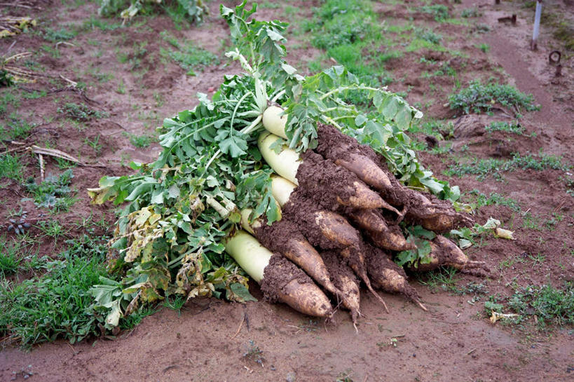 无人,菜园,农田,横图,俯视,室外,特写,白天,农业,庄稼,农作物,田园,植物,萝卜,白萝卜,蔬菜,一堆,许多,阴影,堆叠,堆积,新鲜,光线,影子,菜地,食品,草,食物,绿色,阳光,有机食品,绿色食品,收获,堆,获得,辛苦,菜棚,田庄,地棚,莱菔,彩图,高角度拍摄,耕地,庄稼田