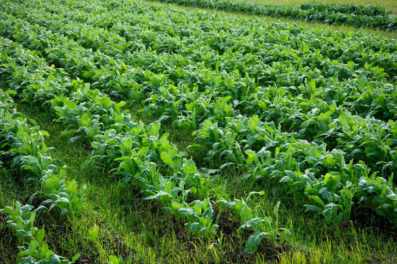 无人,菜园,农田,横图,俯视,室外,白天,农业,庄稼,农作物,田园,植物,蔬菜,许多,阴影,新鲜,光线,影子,菜地,食品,芜菁,草,食物,绿色,阳光,有机食品,绿色食品,菜棚,田庄,蔓菁,盘菜,大头芥,地棚,彩图,高角度拍摄,耕地,庄稼田