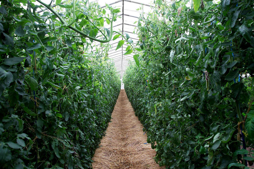 无人,菜园,农田,横图,室外,白天,正面,农业,庄稼,农作物,田园,蔬菜,西红柿,一排,许多,阴影,新鲜,整齐,光线,影子,菜地,食品,食物,排列,绿色,阳光,有机食品,绿色食品,队列,菜棚,田庄,地棚,番茄,彩图,耕地,庄稼田