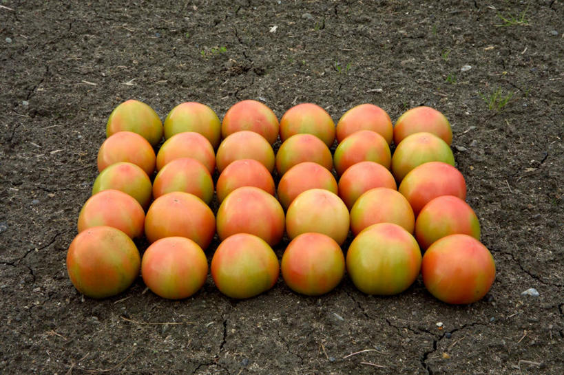 无人,菜园,农田,横图,俯视,室外,特写,白天,农业,庄稼,农作物,收割,田园,蔬菜,西红柿,一排,许多,阴影,新鲜,光线,影子,菜地,食品,食物,排列,绿色,阳光,有机食品,绿色食品,收获,队列,菜棚,田庄,地棚,番茄,彩图,高角度拍摄,耕地,庄稼田