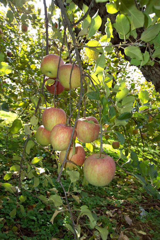 无人,果园,农田,竖图,室外,特写,白天,正面,农业,庄稼,农作物,收割,树林,田园,植物,苹果,水果,许多,阴影,新鲜,光线,影子,生食,食品,果实,果树,树,树木,食物,红色,绿色,阳光,自然,有机食品,绿色食品,生长,收获,成长,苹果树,田庄,彩图,耕地,庄稼田