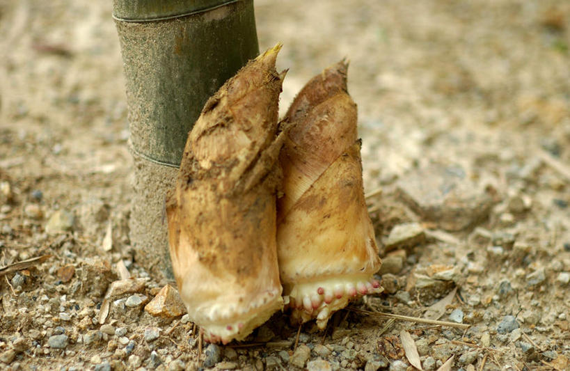 无人,横图,俯视,室外,特写,白天,纯洁,植物,竹子,蔬菜,新鲜,竹笋,食品,竹竿,食物,两个,一个,绿色,自然,春季,春天,有机食品,绿色食品,生长,单个,成长,生机,高雅,生命,春笋,奉献,质朴,正直,春日,担当,竹,彩图,高角度拍摄,奋进,操守,四君子,岁寒三友,性坚,虚怀,虚心,善群,卓尔