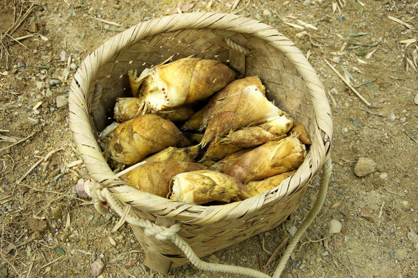 无人,交叉,横图,俯视,室外,特写,白天,植物,竹子,蔬菜,许多,竹制,新鲜,整齐,编织,篮子,竹篓,泥土,竹笋,食品,地面,食物,排列,绿色,自然,绳子,竹篮,春季,春天,有机食品,绿色食品,生长,成长,生机,竹条,绳索,交织,竹制品,生命,队列,春笋,篓子,穿插,春日,彩图,高角度拍摄