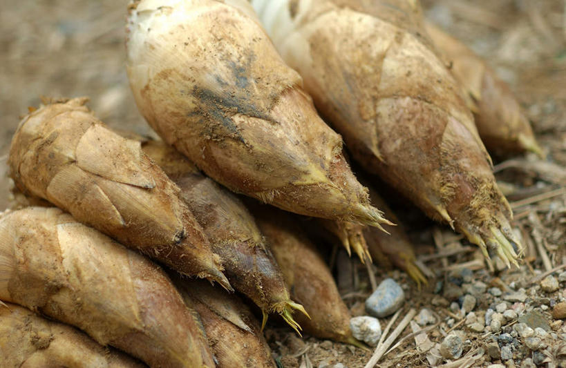 无人,横图,俯视,室外,特写,白天,石头,植物,蔬菜,一堆,堆叠,堆积,朦胧,模糊,新鲜,石子,泥土,竹笋,食品,地面,食物,绿色,自然,春季,春天,有机食品,绿色食品,生长,成长,生机,堆,生命,春笋,春日,石块,彩图,高角度拍摄