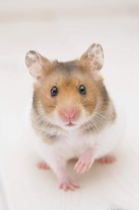 无人,坐,竖图,室内,特写,白天,白色背景,正面,野生动物,老鼠,仓鼠,注视,一只,动物,观察,看,可爱,摄影,活泼,影棚,观看,鼠,察看,关注,搬仓鼠,腮鼠,黄金地鼠,金黄地鼠,金毛鼠,金丝熊,叙利亚仓鼠,叙利亚地鼠,珍珠熊,坐着,彩图,全身,影棚拍摄,拍摄