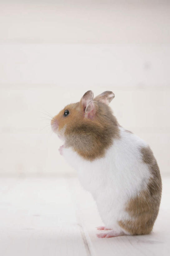 无人,坐,竖图,室内,特写,白天,白色背景,侧面,野生动物,老鼠,仓鼠,注视,一只,动物,观察,看,可爱,摄影,活泼,影棚,观看,鼠,察看,关注,搬仓鼠,腮鼠,黄金地鼠,金黄地鼠,金毛鼠,金丝熊,叙利亚仓鼠,叙利亚地鼠,珍珠熊,坐着,彩图,全身,影棚拍摄,拍摄