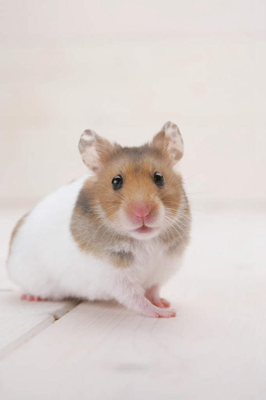 无人,坐,竖图,室内,特写,白天,白色背景,正面,野生动物,老鼠,仓鼠,注视,一只,动物,观察,看,可爱,摄影,活泼,影棚,观看,鼠,察看,关注,搬仓鼠,腮鼠,黄金地鼠,金黄地鼠,金毛鼠,金丝熊,叙利亚仓鼠,叙利亚地鼠,珍珠熊,坐着,彩图,全身,影棚拍摄,拍摄