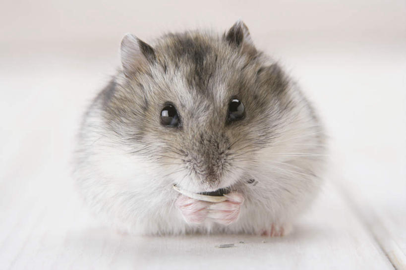 无人,坐,横图,室内,特写,白天,白色背景,正面,野生动物,老鼠,朦胧,模糊,仓鼠,注视,一只,动物,观察,看,可爱,摄影,活泼,影棚,观看,鼠,察看,关注,搬仓鼠,腮鼠,黄金地鼠,金黄地鼠,金毛鼠,金丝熊,叙利亚仓鼠,叙利亚地鼠,珍珠熊,坐着,彩图,全身,影棚拍摄,拍摄