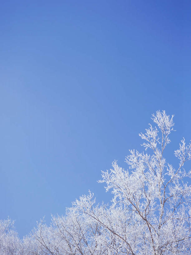 无人,竖图,室外,白天,仰视,旅游,度假,美景,雪,植物,大雪,北海道,日本,亚洲,阴影,光线,影子,冰,积雪,景观,雪景,冬季,冬天,娱乐,树,树木,蓝色,绿色,蓝天,天空,阳光,自然,天,享受,休闲,景色,放松,寒冷,生长,晴朗,成长,冰冷,自然风光,雾凇,东亚,万里无云,日本国,北海道地方,北海道岛,严寒,冰凉,酷寒,凛冽,凛凛,极冷,树挂,晴空,晴空万里,彩图,低角度拍摄