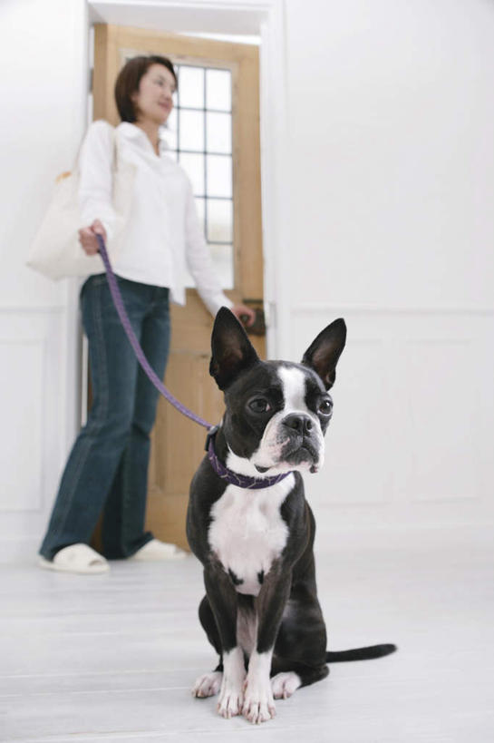 东方人,一个人,客厅,站,坐,竖图,室内,白天,仰视,宠物,狗,亚洲,仅一个年轻女性,仅一个女性,仅一个人,阴影,服装,光线,瓷砖,地砖,影子,梗犬,地面,拿,拿着,注视,休闲装,黄种人,波士顿犬,一只,衣服,动物,观察,看,站着,休闲,休闲服,可爱,服饰,观看,察看,起居室,关注,波士顿狗,牵引绳,忠诚,波士顿更,波士顿梗,波士顿梗犬,年轻女性,女人,女性,亚洲人,犬,站立,坐着,彩图,低角度拍摄,全身