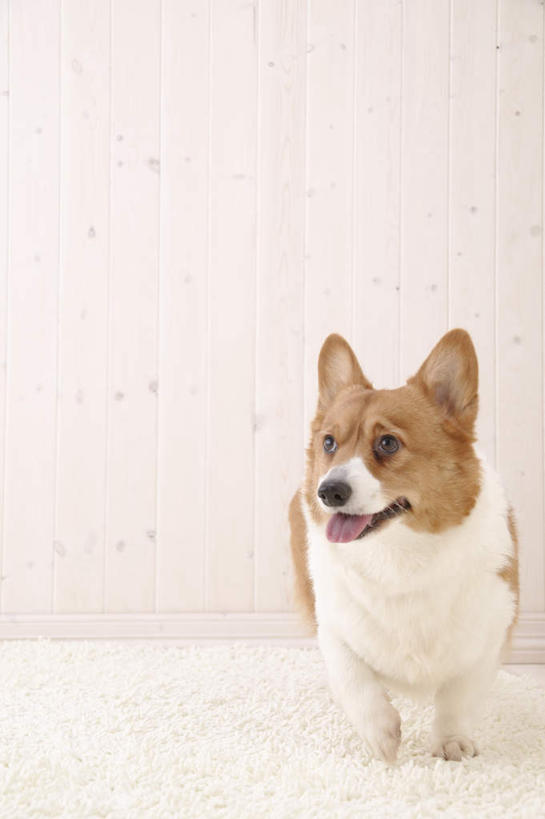 无人,站,竖图,室内,白天,正面,宠物,狗,阴影,光线,影子,柯基犬,威尔士柯基犬,注视,一只,动物,观察,看,站着,可爱,牧羊犬,观看,察看,关注,忠诚,彭布罗克柯基犬,彭布罗克威尔士柯基犬,犬,站立,彩图,全身