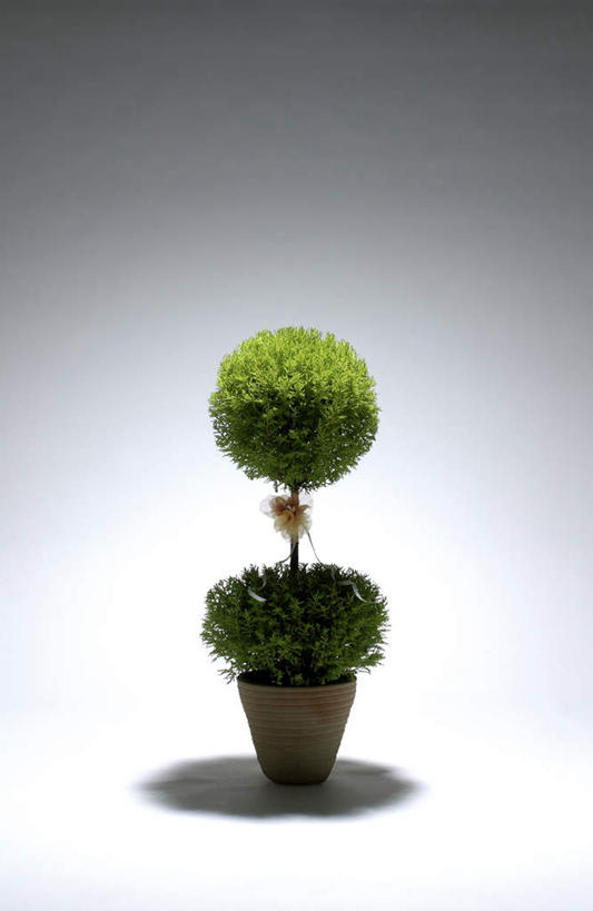 无人,竖图,俯视,室内,特写,白天,白色背景,植物,桌面,桌子,静物,阴影,光线,木制,盆栽,影子,盆景,绿色,自然,木制品,摄影,影棚,生长,成长,一盆,彩图,高角度拍摄,影棚拍摄,拍摄