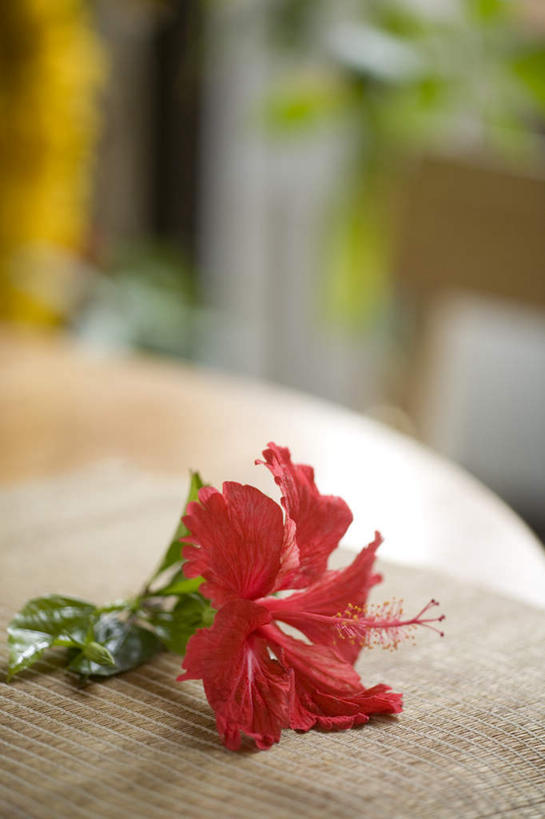 无人,竖图,室内,特写,白天,正面,日本,亚洲,阴影,朦胧,模糊,盛开,光线,影子,木槿,木槿花,美丽,花蕾,冲绳,花,花瓣,花朵,鲜花,红色,花苞,花蕊,冲绳县,坚韧,东亚,琉球群岛,日本国,九州地方,永恒,质朴,无穷花,八重山群岛,西表岛,彩图