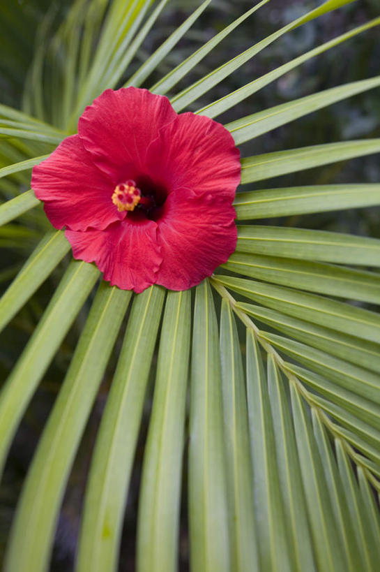 无人,竖图,室外,白天,正面,日本,亚洲,盛开,木槿,木槿花,美丽,花蕾,冲绳,花,花瓣,花朵,鲜花,紫色,花苞,花蕊,冲绳县,坚韧,东亚,琉球群岛,日本国,九州地方,永恒,质朴,无穷花,八重山群岛,西表岛,彩图
