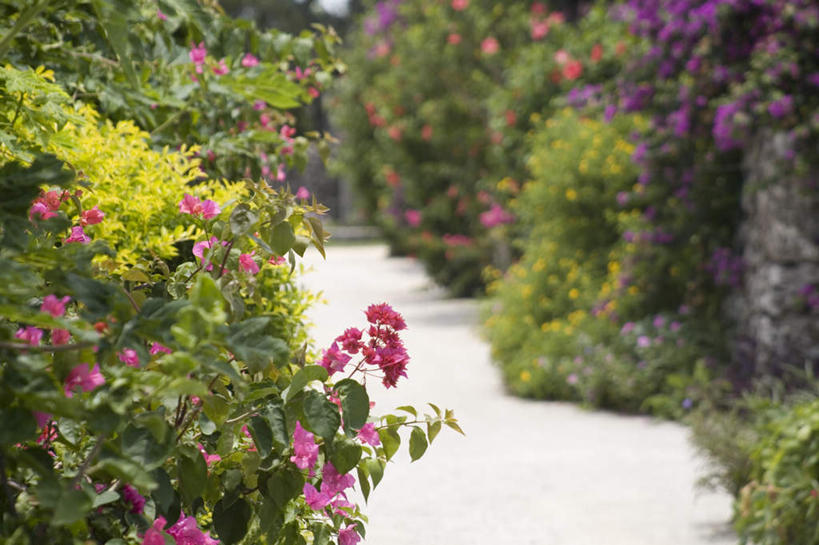 无人,横图,室外,白天,正面,旅游,度假,美景,植物,道路,路,日本,亚洲,盛开,景观,小路,交通,花蕾,娱乐,冲绳,花,花瓣,花朵,鲜花,树,树木,绿色,紫色,自然,花苞,花蕊,享受,休闲,景色,放松,生长,成长,冲绳县,自然风光,东亚,琉球群岛,竹富岛,日本国,九州地方,八重山群岛,彩图