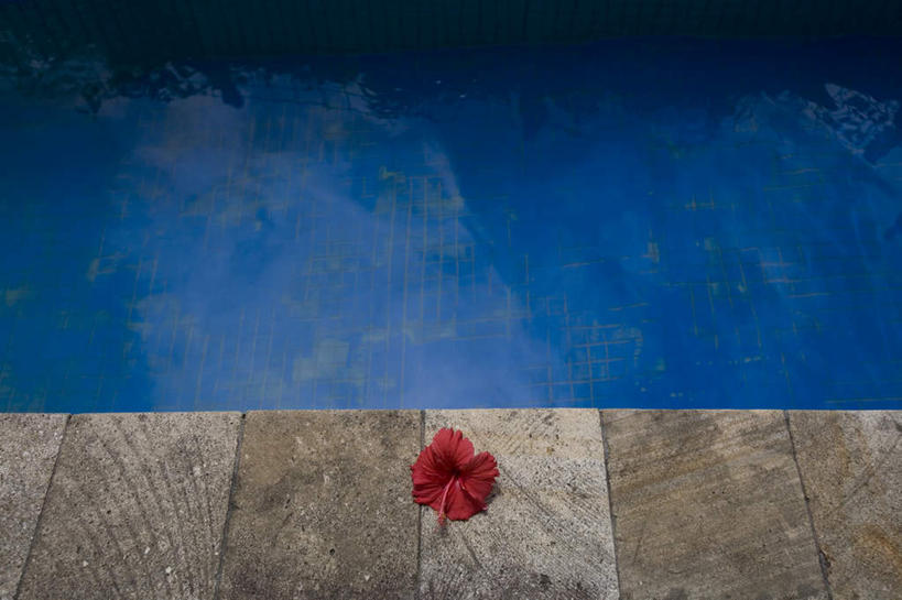 无人,游泳池,横图,俯视,室外,白天,水,盛开,水池,水面,木槿,木槿花,美丽,花蕾,泳池,花,花瓣,花朵,鲜花,花苞,花蕊,游泳馆,坚韧,永恒,质朴,无穷花,彩图,高角度拍摄