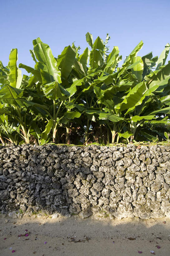 无人,竖图,室外,白天,正面,旅游,度假,美景,植物,道路,路,叶子,日本,亚洲,纹理,墙,景观,小路,绿叶,交通,娱乐,冲绳,石墙,墙壁,墙面,树,树木,蓝色,绿色,蓝天,天空,自然,天,享受,休闲,嫩叶,景色,放松,生长,晴朗,成长,冲绳县,自然风光,东亚,万里无云,肌理,琉球群岛,竹富岛,日本国,九州地方,八重山群岛,叶,叶片,叶脉,晴空,晴空万里,彩图