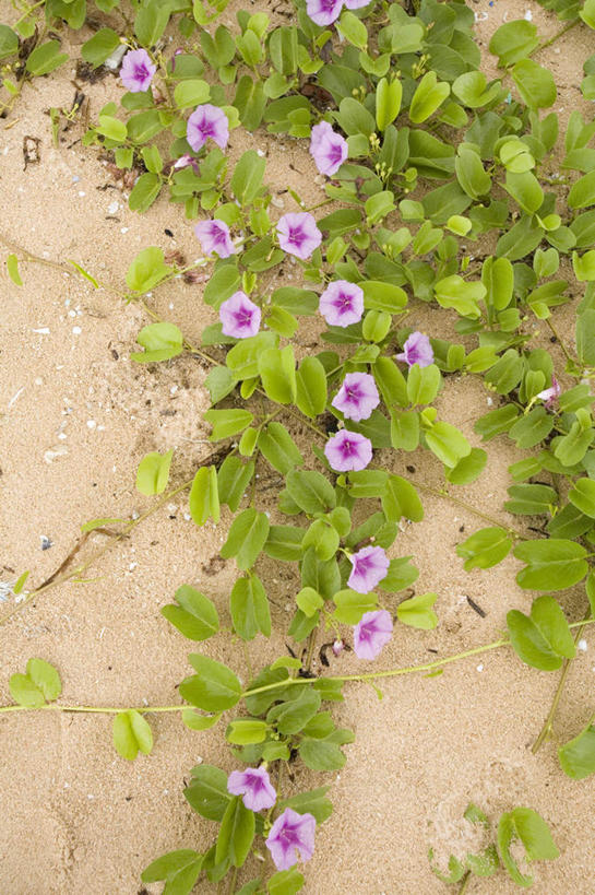 无人,竖图,俯视,室外,白天,爱情,旅游,度假,花海,花圃,美景,喇叭花,叶子,日本,亚洲,盛开,景观,花蕾,娱乐,冲绳,花,花瓣,花朵,鲜花,绿色,紫色,自然,花丛,花束,花田,花苞,花蕊,享受,休闲,景色,放松,虚幻,冲绳县,自然风光,东亚,琉球群岛,日本国,九州地方,永恒,牵牛,牵牛子,勤娘子,碧冬茄,朝颜花,灵芝牡丹,冷静,八重山群岛,西表岛,牵牛花,彩图,高角度拍摄