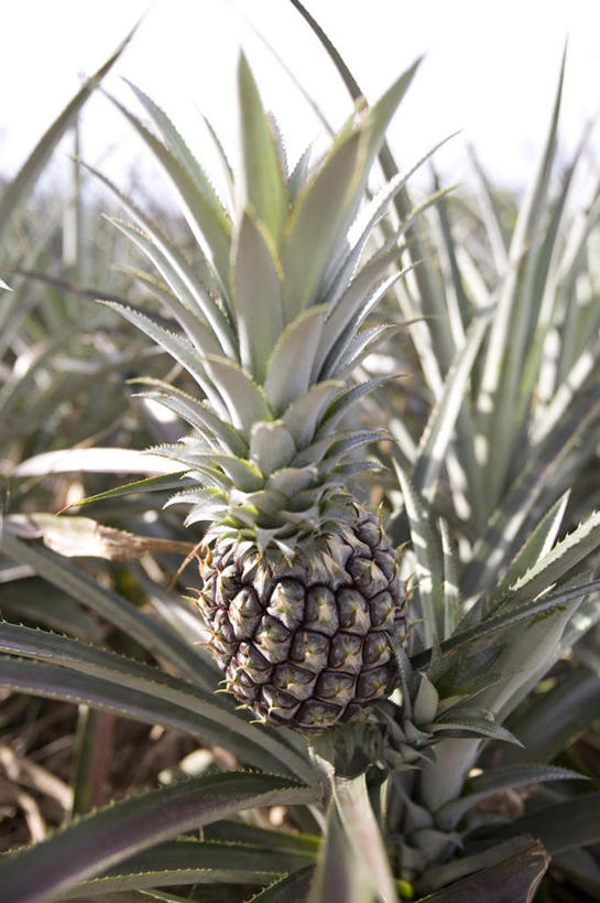 无人,农田,竖图,室外,白天,正面,旅游,度假,庄稼,美景,菠萝,水果,叶子,日本,亚洲,新鲜,景观,生食,食品,果实,绿叶,娱乐,冲绳,食物,自然,享受,休闲,嫩叶,景色,放松,有机食品,绿色食品,冲绳县,自然风光,东亚,琉球群岛,日本国,九州地方,八重山群岛,西表岛,叶,叶片,凤梨,彩图,耕地,庄稼田