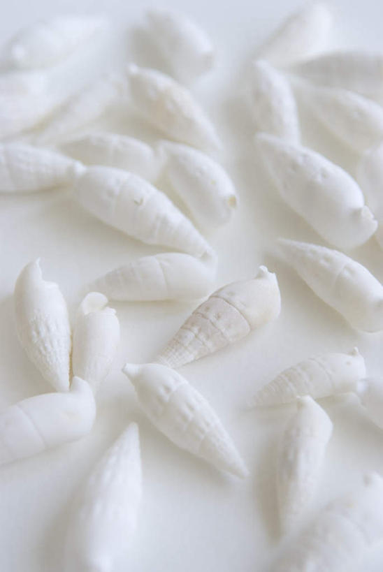 无人,竖图,俯视,室内,特写,白天,白色背景,静物,贝壳,许多,阴影,光线,影子,很多,白色,摄影,影棚,贝类外壳,海螺壳,软体动物外壳,彩图,高角度拍摄,影棚拍摄,拍摄