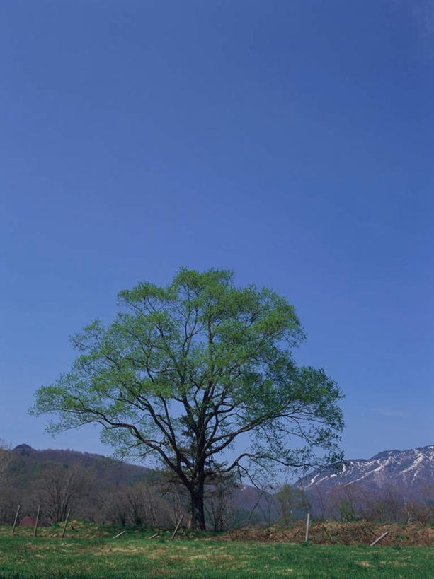 无人,竖图,室外,白天,正面,旅游,度假,石头,美景,森林,山,树林,雪,雪山,植物,大雪,长野县,日本,亚洲,阴影,光线,石子,影子,冰,积雪,景观,山顶,山峰,雪景,冬季,冬天,山峦,娱乐,树,树木,蓝色,绿色,蓝天,天空,阳光,自然,天,享受,休闲,景色,放松,寒冷,生长,晴朗,成长,冰冷,自然风光,东亚,沉积岩,本州,万里无云,本州岛,日本国,中部地方,长野,严寒,冰凉,酷寒,凛冽,凛凛,极冷,颠峰,极峰,水成岩,冈谷,石块,岩石,晴空,晴空万里,彩图