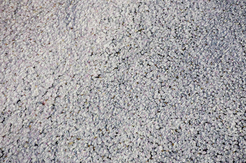 无人,横图,室外,特写,白天,正面,幸福,纯洁,樱花,盛开,水面,花蕾,花,花瓣,花朵,鲜花,粉色,白色,花苞,花蕊,等待,生命,掉落,凋零,仙樱花,福岛樱,青肤樱,高尚,热烈,荆桃,彩图