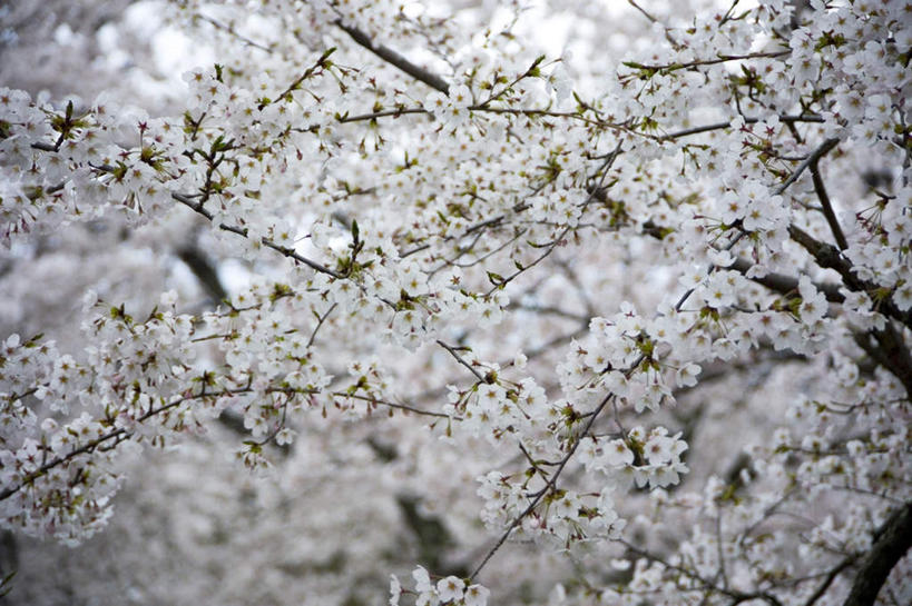 无人,横图,室外,白天,仰视,幸福,纯洁,植物,樱花,盛开,樱花树,花蕾,花,花瓣,花朵,鲜花,树,树木,树枝,粉色,绿色,白色,自然,花苞,花蕊,生长,成长,等待,生命,仙樱花,福岛樱,青肤樱,高尚,热烈,荆桃,彩图,低角度拍摄