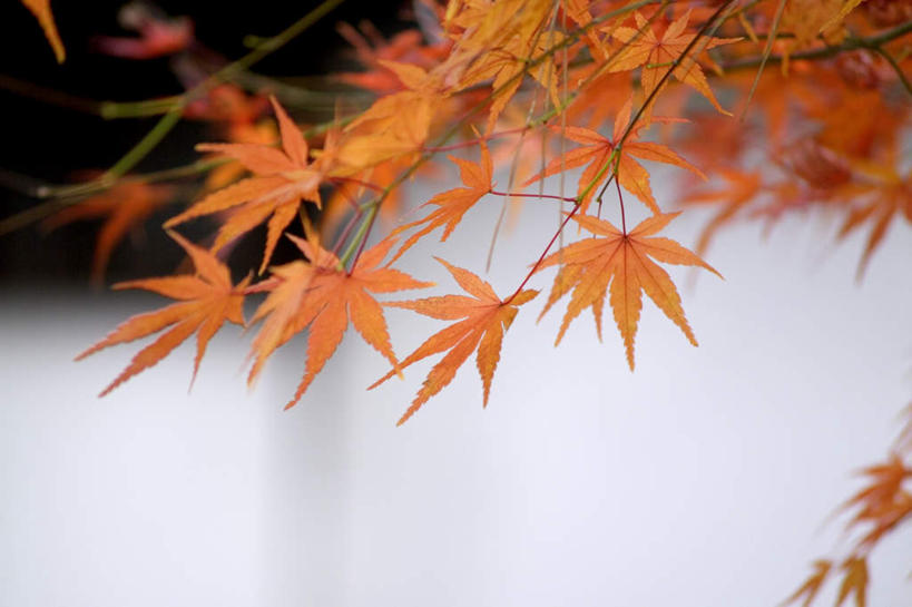 无人,横图,室外,白天,正面,秋季,植物,枫树,叶子,日本,亚洲,树,树木,树枝,自然,橙色,生长,成长,东亚,日本国,叶,叶片,秋,秋天,鸡爪枫,彩图