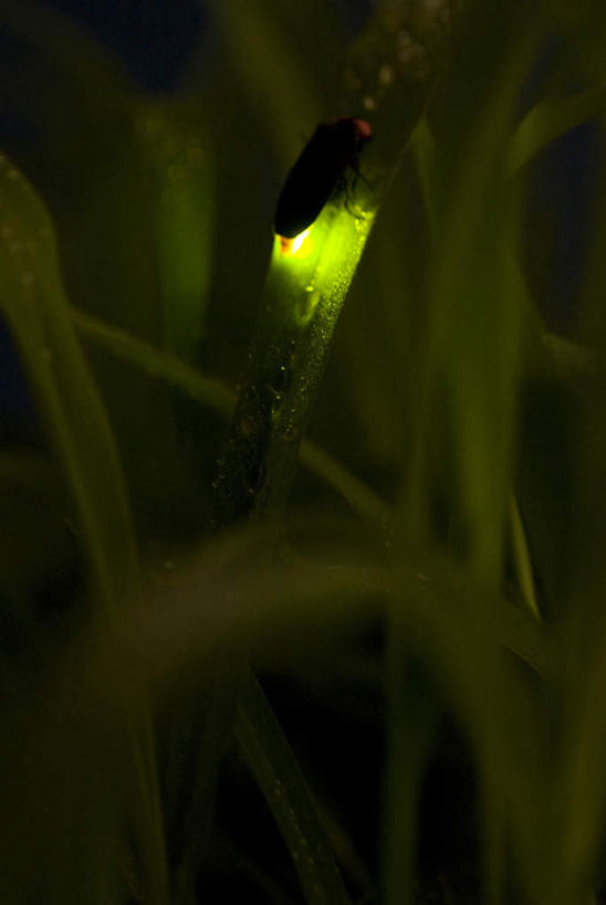 无人,站,竖图,室外,特写,夜晚,正面,日本,亚洲,阴影,朦胧,模糊,光线,昆虫,影子,一只,动物,站着,益虫,萤火虫,东亚,日本国,站立,彩图,全身