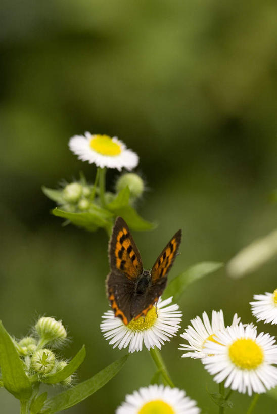 无人,竖图,室外,特写,白天,正面,爱情,美景,蝴蝶,朦胧,模糊,盛开,昆虫,景观,花蕾,停留,花,花瓣,花朵,鲜花,一只,自然,动物,花苞,花蕊,菊花,景色,吉祥,自然风光,益虫,高洁,长寿,怀恋,清净,真情,寿客,秋菊,彩图,全身