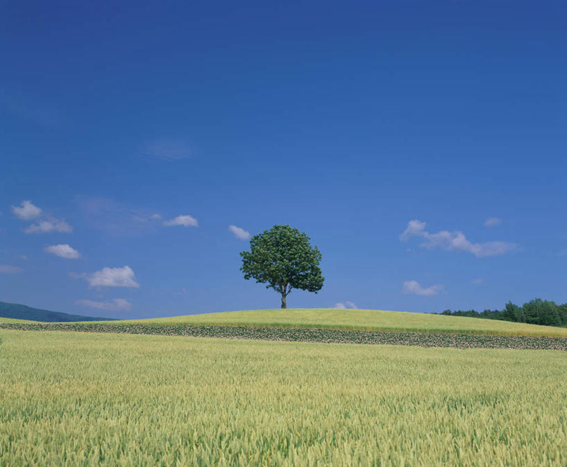 无人,农田,横图,室外,白天,正面,旅游,度假,庄稼,美景,植物,北海道,日本,亚洲,阴影,光线,影子,地平线,景观,田地,云,云朵,辽阔,地面,云彩,娱乐,树,树木,蓝色,绿色,白云,蓝天,天空,阳光,自然,天,享受,休闲,广阔,景色,放松,生长,晴朗,成长,一望无际,自然风光,延伸,东亚,日本国,天地相交,北海道地方,北海道岛,富良野,道北,富良野市,无边无际,一马平川,晴空,彩图,耕地,庄稼田,上川支厅