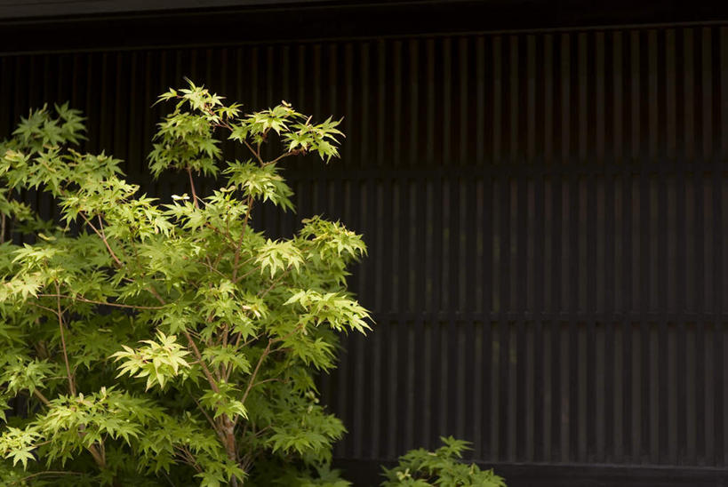 无人,家,横图,室外,特写,白天,正面,美景,植物,枫树,叶子,日本,亚洲,房屋,屋子,景观,绿叶,楼房,住宅,树,树木,绿色,自然,嫩叶,景色,生长,成长,自然风光,东亚,日本国,槭树,糖枫,糖槭,糖槭树,叶,叶片,彩图,房子