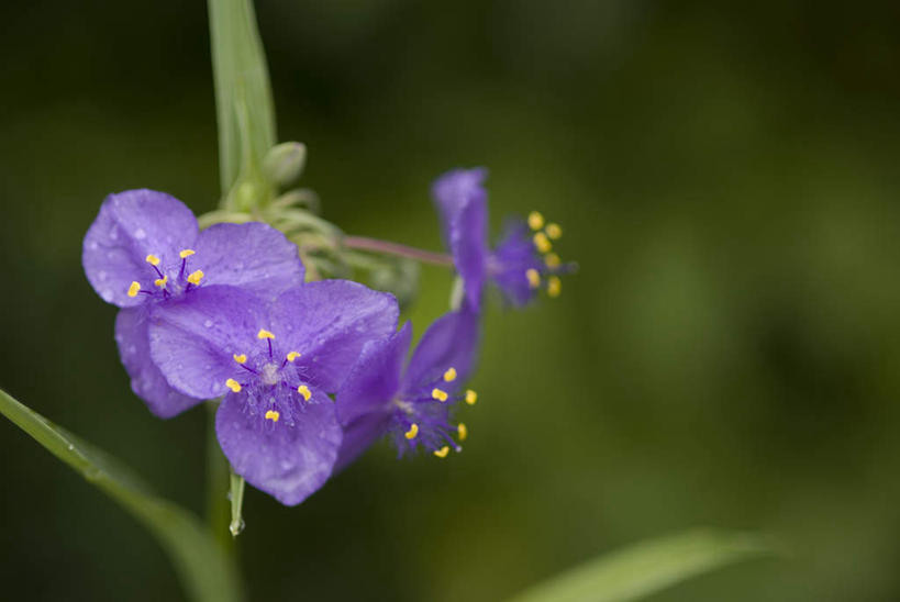 无人,横图,室外,特写,白天,正面,花海,花圃,美景,植物,叶子,日本,亚洲,朦胧,模糊,盛开,景观,花蕾,花,花瓣,花朵,花卉,鲜花,绿色,紫色,自然,花丛,花束,花田,花苞,花蕊,景色,自然风光,东亚,日本国,紫露草,紫鸭趾草,鸭趾草,尊崇,彩图