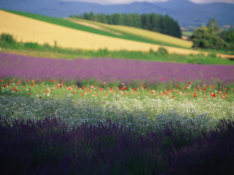 无人,横图,彩色,室外,白天,正面,爱情,旅游,度假,美景,山,北海道,日本,亚洲,盛开,景观,山峰,山峦,浪漫,花蕾,娱乐,花,花瓣,花朵,鲜花,自然,香草,花苞,花蕊,薰衣草,享受,休闲,景色,放松,自然风光,呼吸,东亚,日本国,北海道地方,北海道岛,美瑛町,灵香草,黄香草,香水植物,美瑛,奇迹,彩图