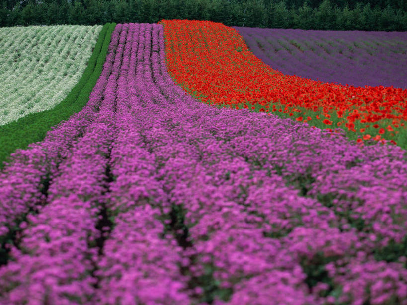 无人,横图,彩色,室外,白天,正面,爱情,旅游,度假,美景,森林,树林,植物,罂粟,北海道,日本,亚洲,盛开,景观,草药,浪漫,花蕾,娱乐,中药,花,花瓣,花朵,鲜花,树,树木,绿色,自然,香草,花苞,花蕊,薰衣草,享受,休闲,景色,放松,生长,成长,毒品,自然风光,药材,中草药,呼吸,东亚,中药材,本草,日本国,北海道地方,北海道岛,富良野,止痛,镇静,安眠,灵香草,黄香草,香水植物,奇迹,道北,富良野市,罂粟花,彩图,上川支厅