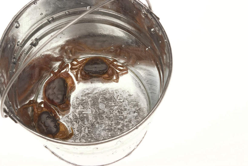 蟹,无人,横图,俯视,室内,白天,白色背景,水,三只,螃蟹,铁桶,桶,液体,水滴,一个,容器,摄影,影棚,单个,储藏,储存,彩图,高角度拍摄,全身,影棚拍摄,拍摄,贮存