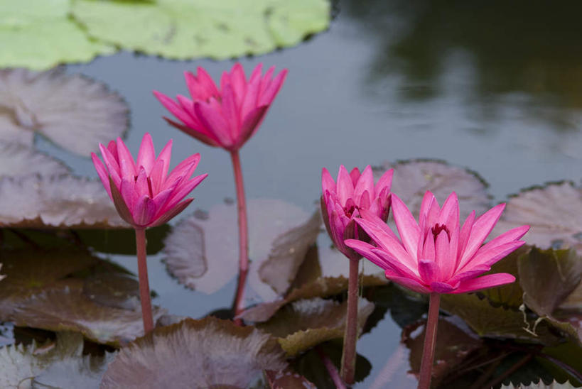 无人,横图,俯视,室外,白天,纯洁,水,莲花,睡莲,叶子,四朵,盛开,液体,水滴,绿叶,花蕾,花,花瓣,花朵,鲜花,花苞,花蕊,嫩叶,富贵,神圣,纯净,六月花神,正直,荷花,六月春,藕花,水芙蓉,叶,叶片,彩图,高角度拍摄