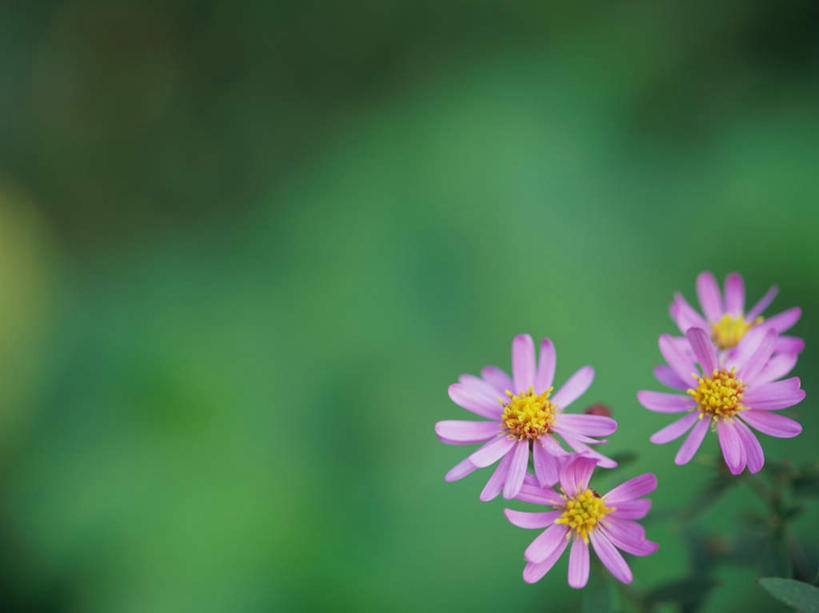 无人,横图,室外,特写,白天,正面,旅游,度假,美景,植物,叶子,日本,亚洲,四朵,朦胧,模糊,盛开,景观,绿叶,草药,药草,花蕾,娱乐,中药,花,花瓣,花朵,鲜花,红色,自然,花苞,花蕊,享受,休闲,嫩叶,景色,放松,机智,自然风光,止咳,药材,中草药,东亚,中药材,本草,本州,说谎,本州岛,日本国,中部地方,山梨,山梨县,化痰,紫苑,紫苑花,叶,叶片,彩图,润肺