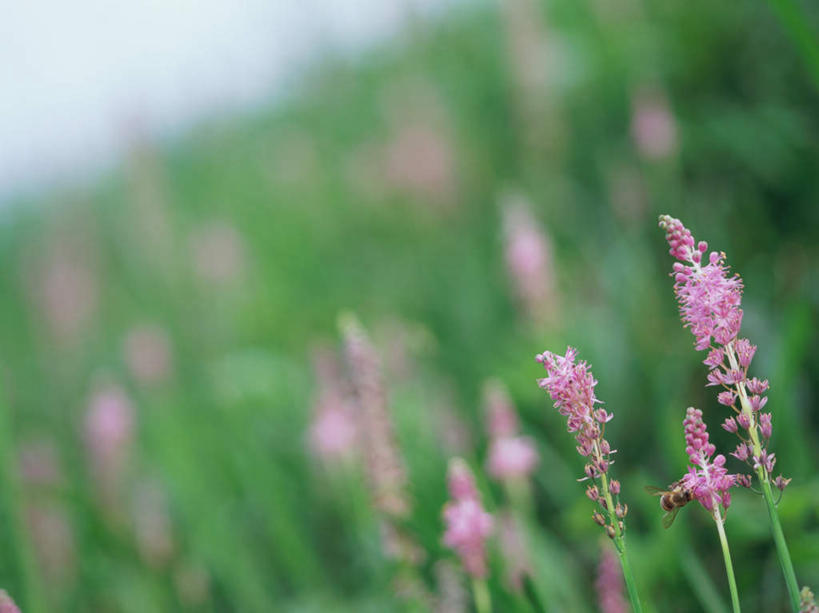 无人,横图,室外,白天,正面,旅游,度假,草地,草坪,美景,植物,蜜蜂,叶子,东京,日本,亚洲,许多,朦胧,模糊,盛开,昆虫,景观,绿叶,花蕾,娱乐,草,花,花瓣,花朵,鲜花,粉色,蓝色,绿色,蓝天,天空,自然,动物,天,花苞,花蕊,享受,休闲,嫩叶,景色,放松,自然风光,采蜜,益虫,东亚,本州,关东地方,本州岛,日本国,东京都,日野市,日野,叶,叶片,彩图,全身