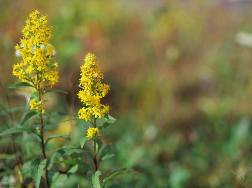 无人,横图,室外,特写,白天,正面,旅游,度假,美景,叶子,日本,亚洲,许多,朦胧,模糊,盛开,景观,绿叶,花蕾,娱乐,花,花瓣,花朵,鲜花,两朵,黄色,自然,花苞,花蕊,享受,休闲,嫩叶,景色,放松,自然风光,东亚,本州,关东地方,本州岛,日本国,群马,群马县,秋麒麟草,孤独,叶,叶片,彩图
