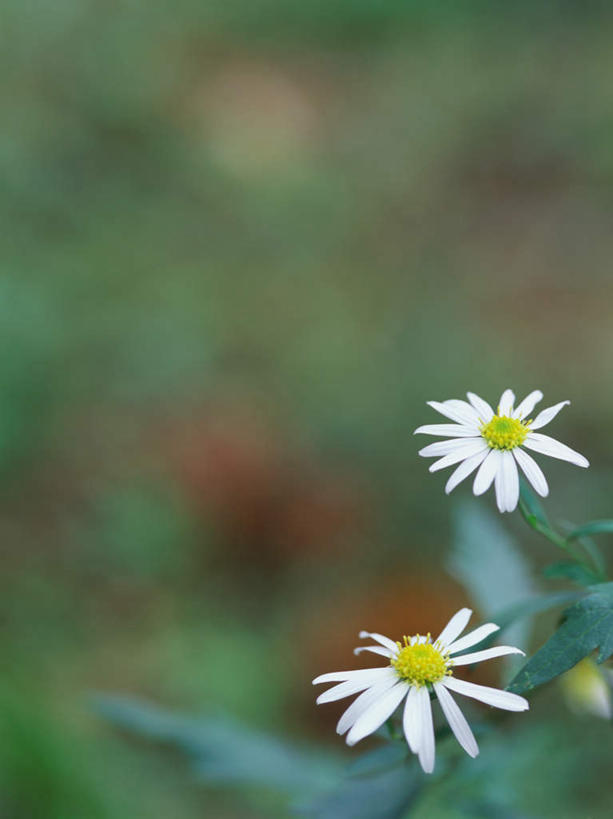 无人,竖图,室外,特写,白天,正面,旅游,度假,美景,植物,叶子,东京,日本,亚洲,朦胧,模糊,盛开,景观,绿叶,草药,药草,花蕾,娱乐,中药,花,花瓣,花朵,鲜花,两朵,白色,自然,花苞,花蕊,享受,休闲,嫩叶,景色,放松,机智,自然风光,止咳,药材,中草药,东亚,中药材,本草,本州,说谎,关东地方,本州岛,日本国,东京都,化痰,紫苑,紫苑花,叶,叶片,彩图,润肺