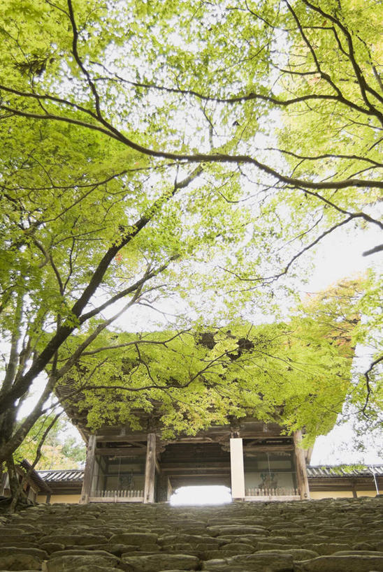 无人,寺庙,栏杆,竖图,室外,白天,仰视,旅游,度假,树林,植物,楼梯,标志建筑,建筑,京都,日本,亚洲,节日,扶手,阶梯,建筑群,燃烧,文化,娱乐,建设,护栏,台阶,树,树木,蓝色,绿色,蓝天,天空,自然,香火,庙宇,天,祈祷,享受,休闲,健康,放松,许愿,宗教,信仰,京都府,生长,成长,纪念,祈求,东亚,本州,本州岛,日本国,近畿地方,近畿,神护寺,右京区,平安,彩图,低角度拍摄,庙,寺