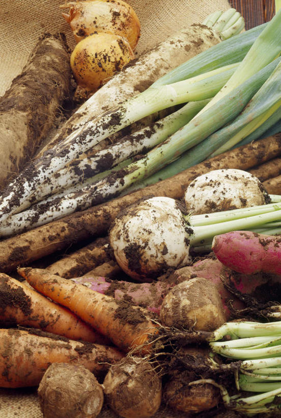 无人,竖图,俯视,室外,白天,萝卜,胡萝卜,蔬菜,土豆,新鲜,泥土,土壤,葱,青葱,食品,食物,肮脏,有机食品,绿色食品,邋遢,馍馍蛋,龌龊,污秽,恶浊,洋芋,山药蛋,马铃薯,红萝卜,甘荀,彩图,高角度拍摄