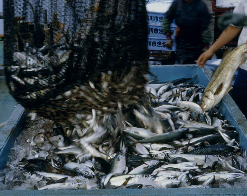 海鲜,东方人,一个人,渔夫,站,交叉,横图,室外,白天,侧面,竹子,亚洲,仅一个男性,仅一个人,仅一个中年男性,竹制,服装,编织,鱼,篮子,拿,拿着,注视,休闲装,黄种人,水产,鱼类,海洋生物,衣服,竹篮,观察,看,站着,休闲,休闲服,服饰,观看,竹条,交织,察看,竹制品,关注,水生动物,海产品,水生物,海底动物,穿插,男人,男性,中年男性,亚洲人,捕鱼人,打鱼人,站立,半身,彩图