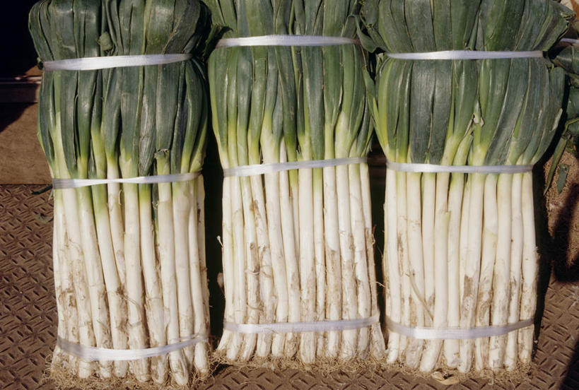 无人,横图,俯视,室外,特写,白天,蔬菜,洋葱,一排,许多,新鲜,整齐,食品,很多,食物,排列,绳子,有机食品,绿色食品,绳索,队列,圆葱,洋葱头,球葱,彩图,高角度拍摄