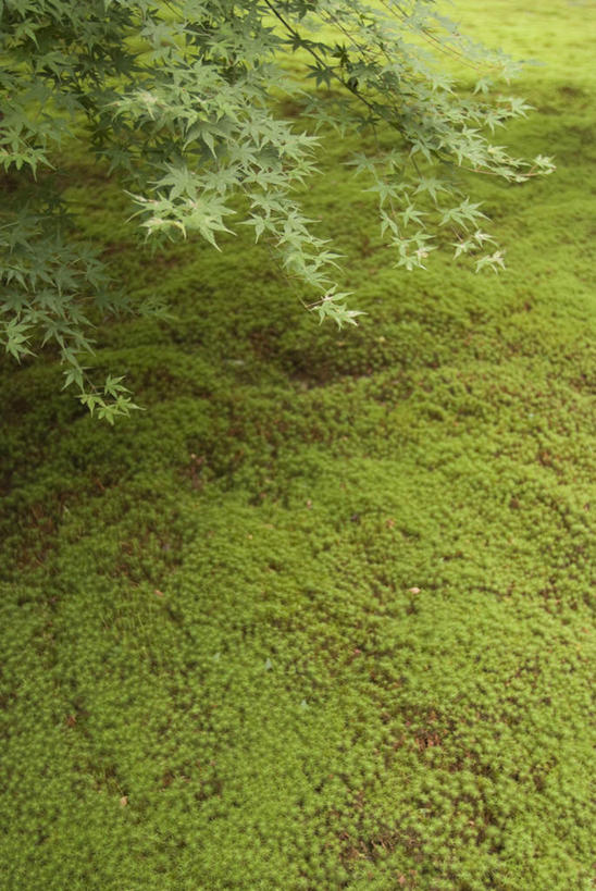 无人,竖图,室外,白天,正面,旅游,度假,草地,草坪,美景,植物,京都,日本,亚洲,景观,苔藓,娱乐,草,树,树木,绿色,自然,享受,休闲,景色,放松,京都府,生长,成长,自然风光,东亚,本州,本州岛,日本国,近畿地方,近畿,三千院,左京区,彩图