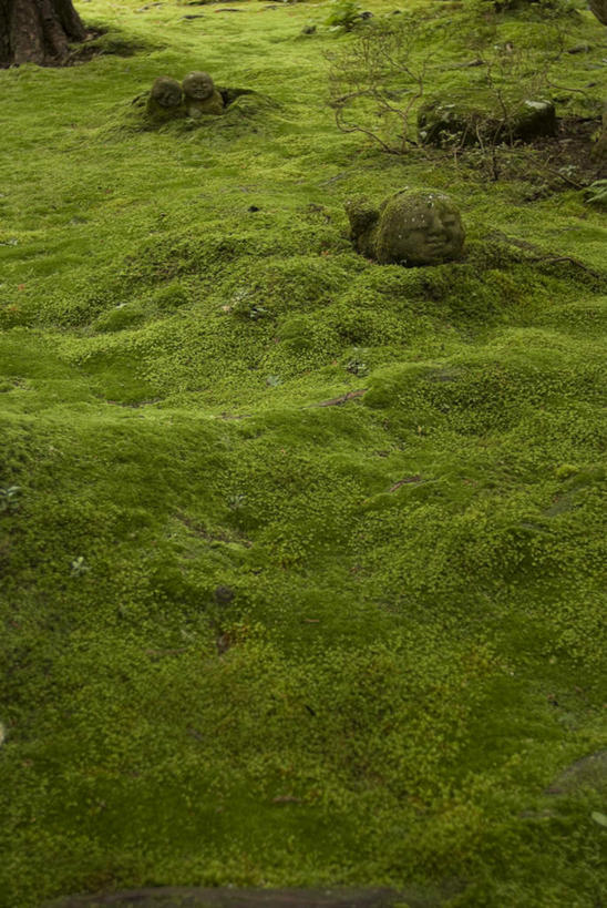 无人,竖图,室外,白天,正面,旅游,度假,草地,草坪,石头,美景,植物,京都,日本,亚洲,石子,景观,苔藓,娱乐,草,树,树木,绿色,自然,享受,休闲,景色,放松,京都府,生长,成长,自然风光,东亚,本州,本州岛,日本国,近畿地方,近畿,三千院,左京区,石块,岩石,彩图