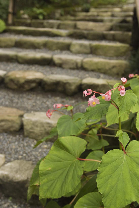 无人,竖图,室外,白天,正面,旅游,度假,花海,花圃,石头,美景,植物,楼梯,叶子,京都,日本,亚洲,盛开,石子,阶梯,景观,花蕾,娱乐,台阶,花,花瓣,花朵,花卉,鲜花,绿色,自然,花丛,花束,花田,花苞,花蕊,享受,休闲,景色,放松,京都府,自然风光,东亚,本州,本州岛,日本国,近畿地方,近畿,三千院,左京区,石块,彩图