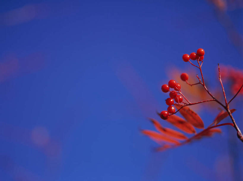 无人,横图,室外,特写,白天,仰视,美景,浆果,水果,日本,亚洲,朦胧,模糊,盛开,景观,花蕾,花,花瓣,花朵,鲜花,红色,蓝色,蓝天,天空,自然,天,花苞,花蕊,景色,自然风光,东亚,本州,关东地方,本州岛,日本国,群马,群马县,彩图,低角度拍摄